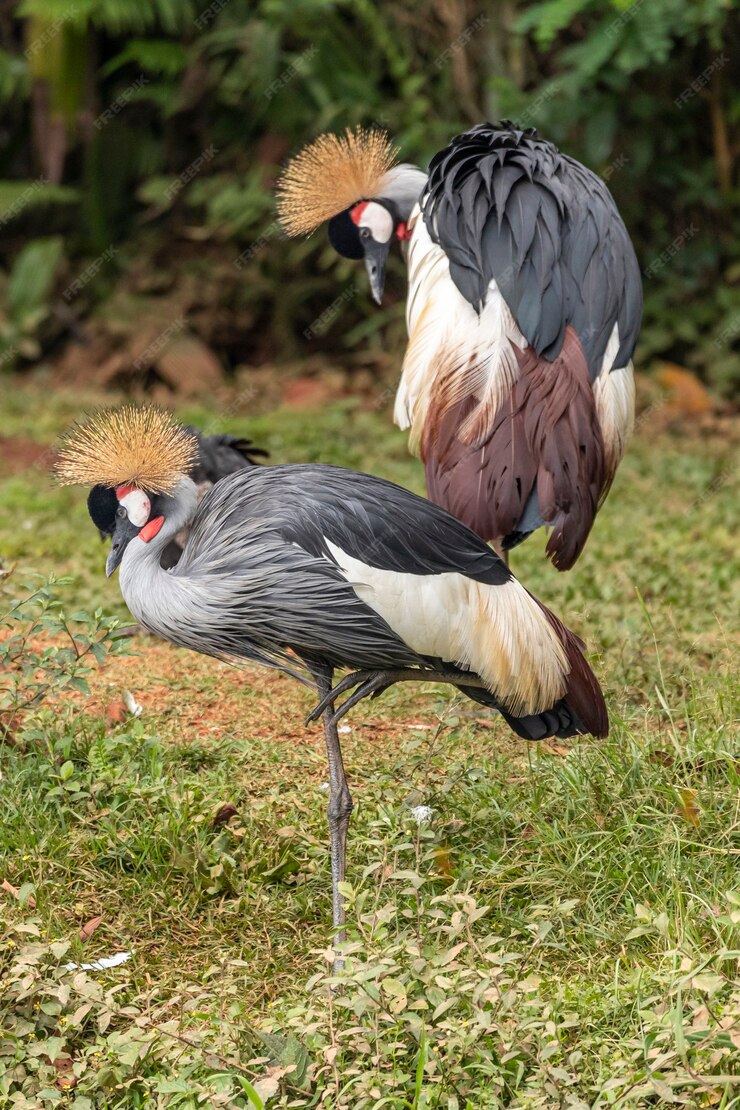 The Majestic Crested Crane: A Symbol of Beauty and Elegance - Entebbe ...